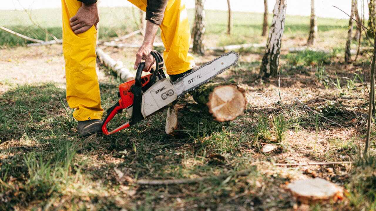 The Steps Involved in Our Tree Care Process in Fair Oaks Ranch, TX